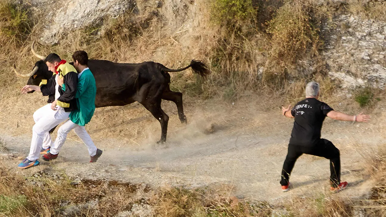 Segundo encierro del Pilón en las fiestas de Falces de 2025 con vacas de la ganadería de José Mº Goñi de Falces. IÑIGO ALZUGARAY