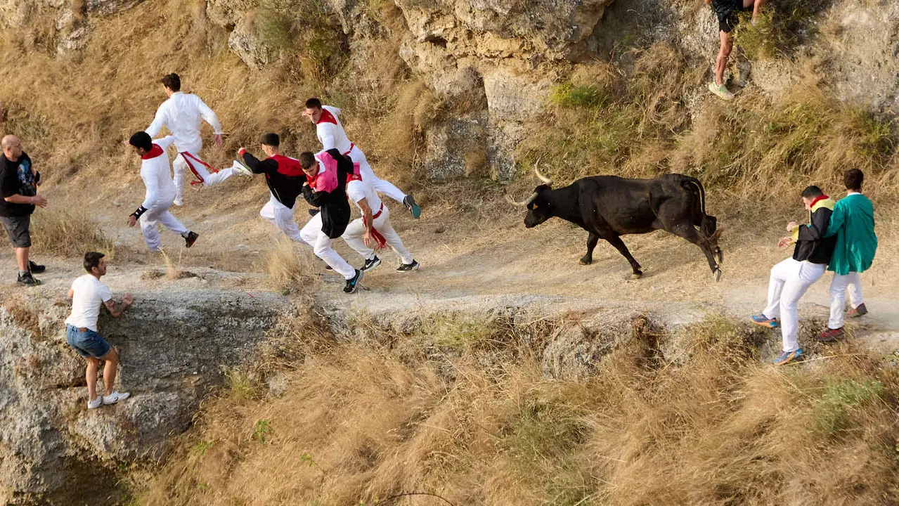 Segundo encierro del Pilón en las fiestas de Falces de 2025 con vacas de la ganadería de José Mº Goñi de Falces. IÑIGO ALZUGARAY