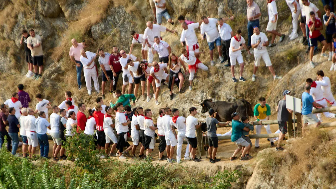 Segundo encierro del Pilón en las fiestas de Falces de 2025 con vacas de la ganadería de José Mº Goñi de Falces. IÑIGO ALZUGARAY