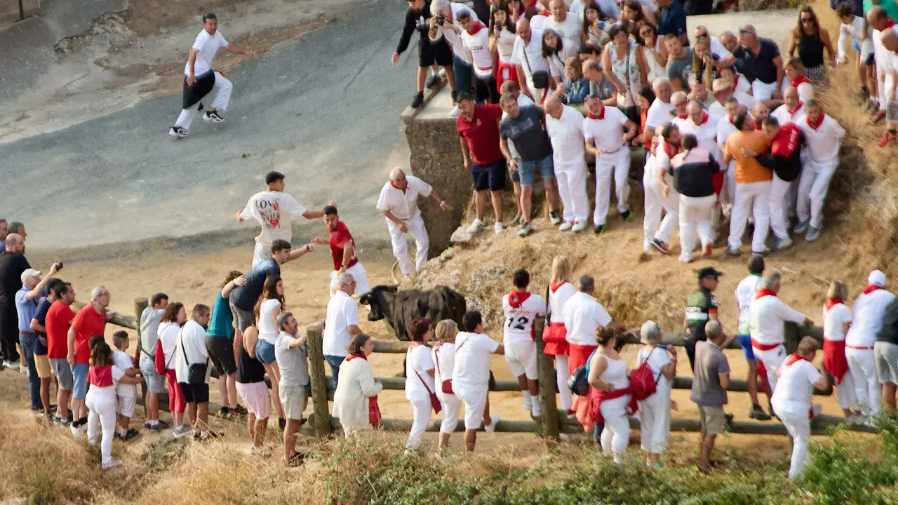 Segundo encierro del Pilón en las fiestas de Falces de 2025 con vacas de la ganadería de José Mº Goñi de Falces. IÑIGO ALZUGARAY