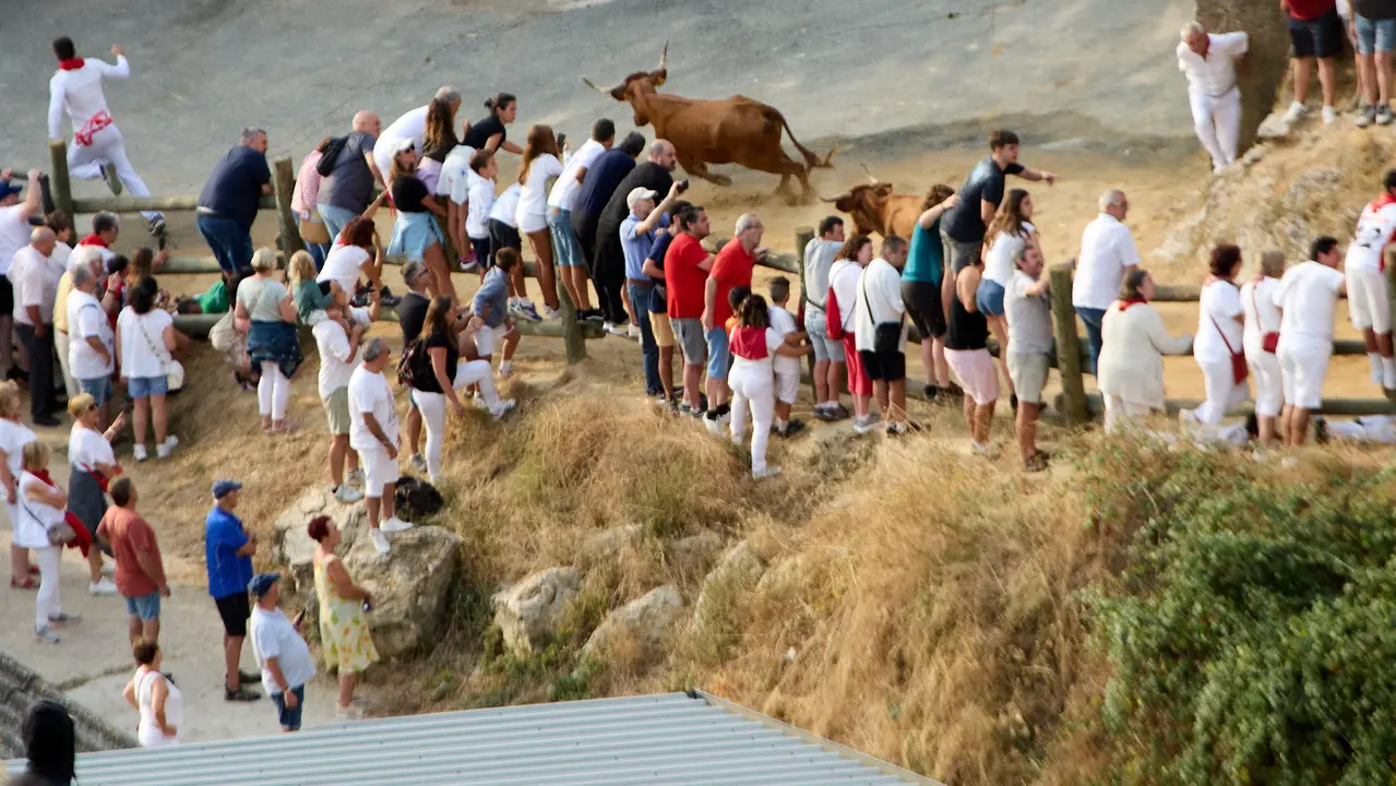Segundo encierro del Pilón en las fiestas de Falces de 2025 con vacas de la ganadería de José Mº Goñi de Falces. IÑIGO ALZUGARAY