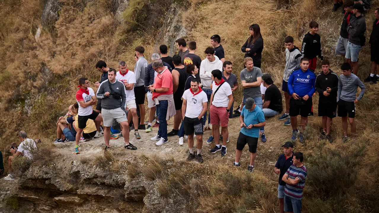 Tercer encierro del Pilón en las fiestas de Falces de 2025 con vacas de la ganadería de Teodoro Vergara de Falces. PABLO LASAOSA
