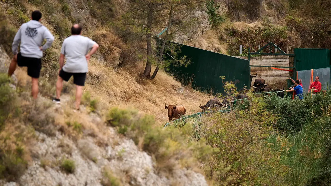 Tercer encierro del Pilón en las fiestas de Falces de 2025 con vacas de la ganadería de Teodoro Vergara de Falces. PABLO LASAOSA