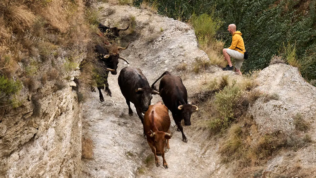 Tercer encierro del Pilón en las fiestas de Falces de 2025 con vacas de la ganadería de Teodoro Vergara de Falces. PABLO LASAOSA