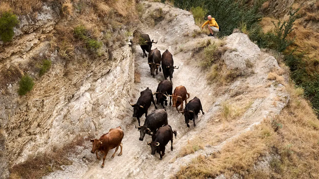 Tercer encierro del Pilón en las fiestas de Falces de 2025 con vacas de la ganadería de Teodoro Vergara de Falces. PABLO LASAOSA