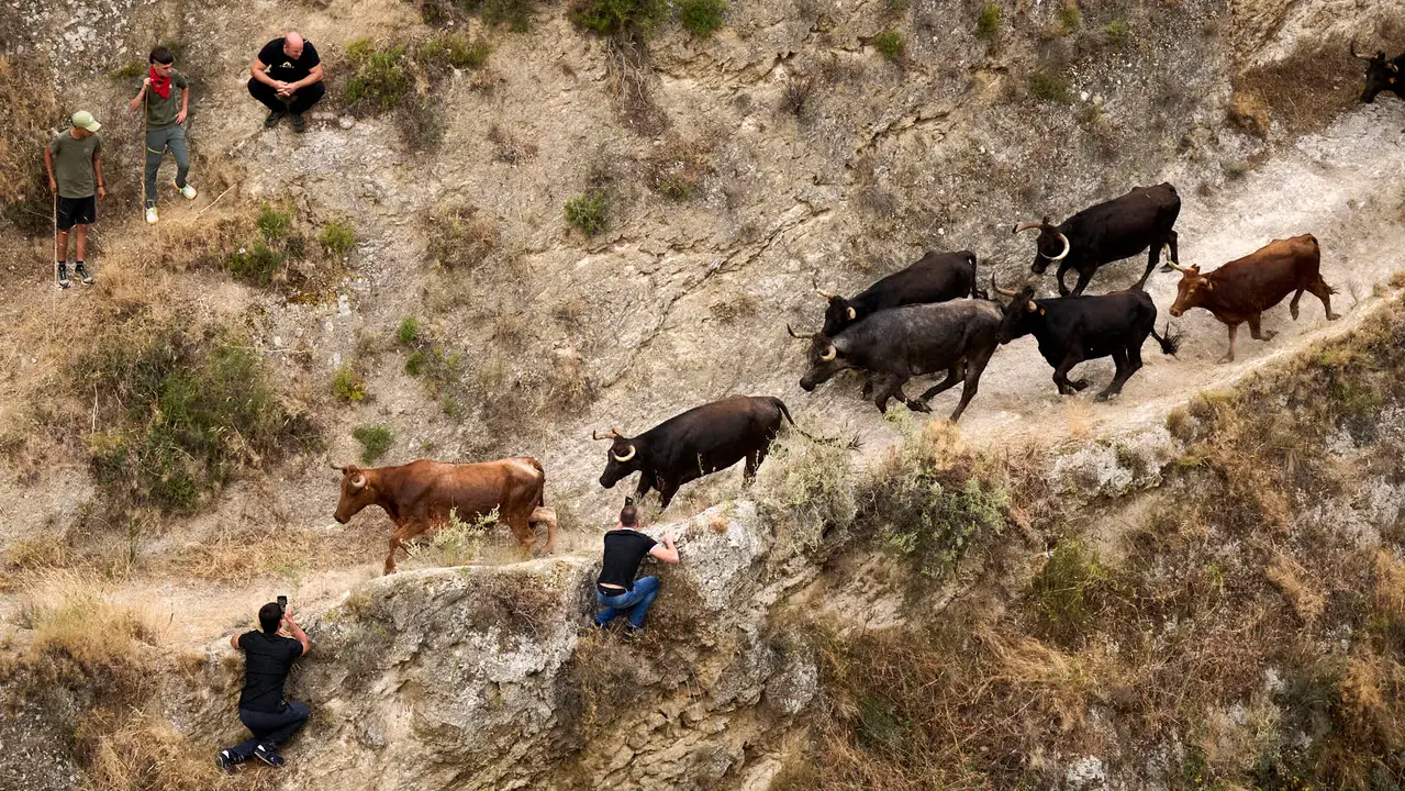 Tercer encierro del Pilón en las fiestas de Falces de 2025 con vacas de la ganadería de Teodoro Vergara de Falces. PABLO LASAOSA