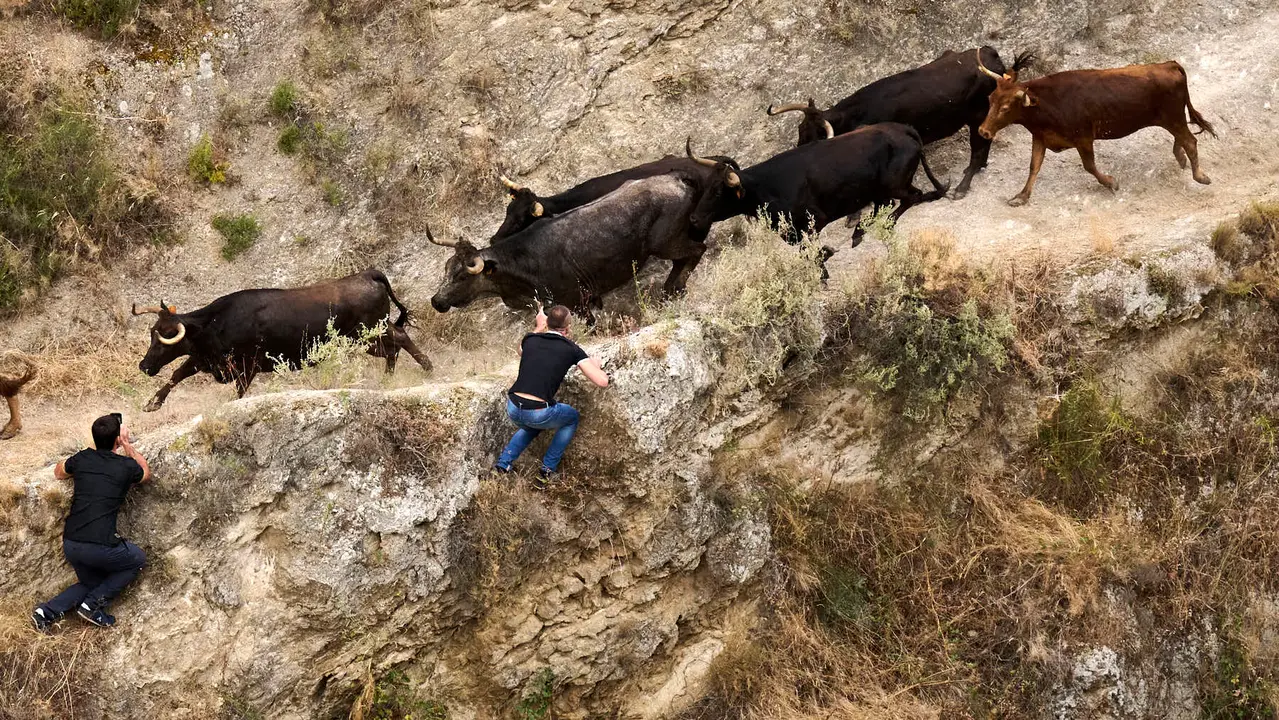 Tercer encierro del Pilón en las fiestas de Falces de 2025 con vacas de la ganadería de Teodoro Vergara de Falces. PABLO LASAOSA