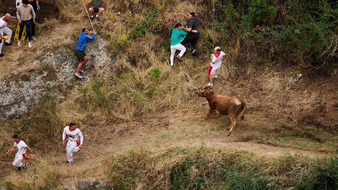 Tercer encierro del Pilón en las fiestas de Falces de 2025 con vacas de la ganadería de Teodoro Vergara de Falces. PABLO LASAOSA