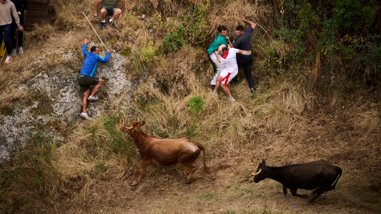 Tercer encierro del Pilón en las fiestas de Falces de 2025 con vacas de la ganadería de Teodoro Vergara de Falces. PABLO LASAOSA