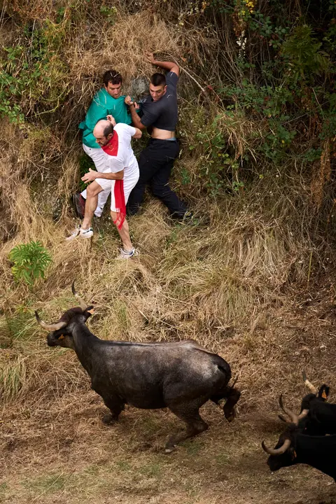 Tercer encierro del Pilón en las fiestas de Falces de 2025 con vacas de la ganadería de Teodoro Vergara de Falces. PABLO LASAOSA