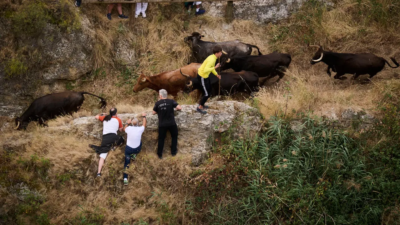 Tercer encierro del Pilón en las fiestas de Falces de 2025 con vacas de la ganadería de Teodoro Vergara de Falces. PABLO LASAOSA