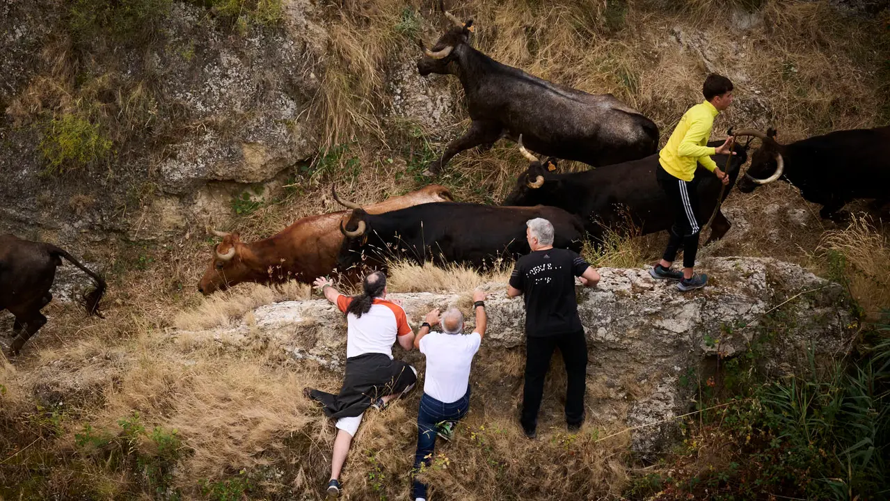 Tercer encierro del Pilón en las fiestas de Falces de 2025 con vacas de la ganadería de Teodoro Vergara de Falces. PABLO LASAOSA