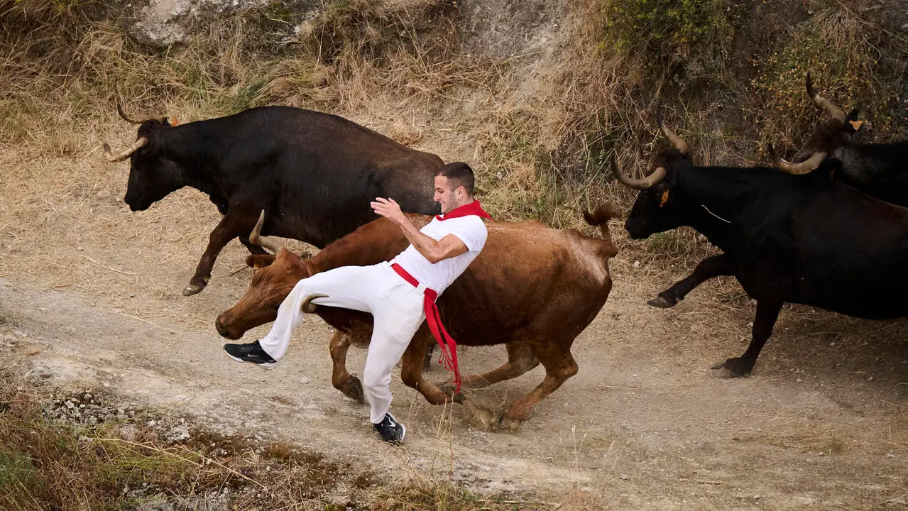 Tercer encierro del Pilón en las fiestas de Falces de 2025 con vacas de la ganadería de Teodoro Vergara de Falces. PABLO LASAOSA