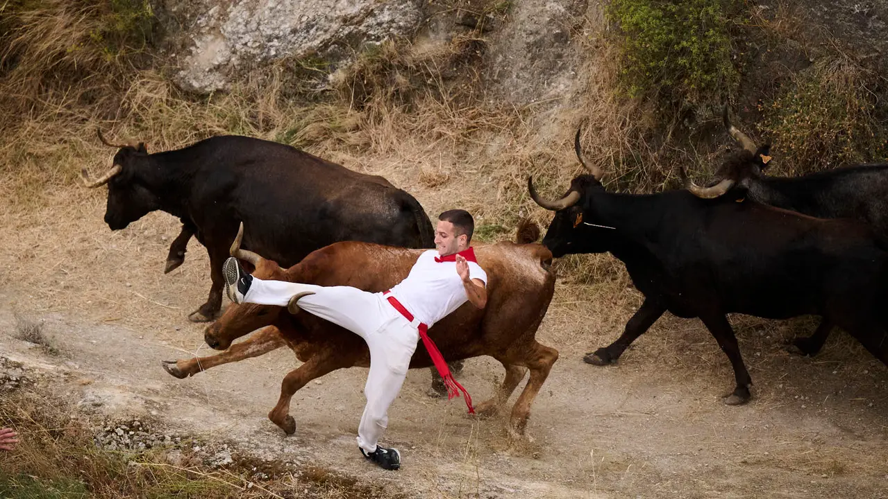 Tercer encierro del Pilón en las fiestas de Falces de 2025 con vacas de la ganadería de Teodoro Vergara de Falces. PABLO LASAOSA
