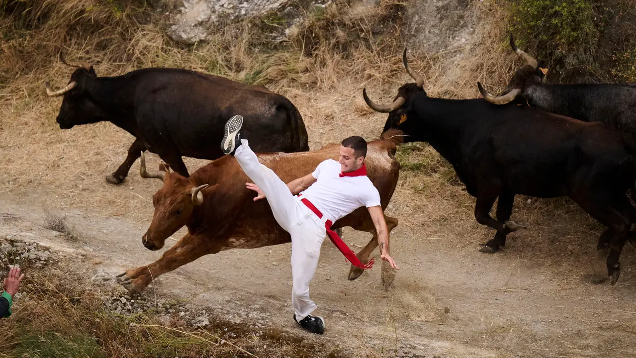 Tercer encierro del Pilón en las fiestas de Falces de 2025 con vacas de la ganadería de Teodoro Vergara de Falces. PABLO LASAOSA