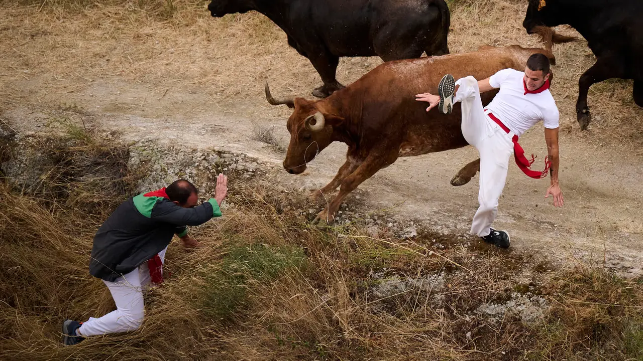 Tercer encierro del Pilón en las fiestas de Falces de 2025 con vacas de la ganadería de Teodoro Vergara de Falces. PABLO LASAOSA