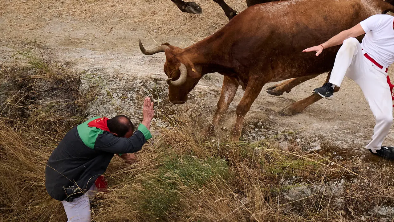 Tercer encierro del Pilón en las fiestas de Falces de 2025 con vacas de la ganadería de Teodoro Vergara de Falces. PABLO LASAOSA