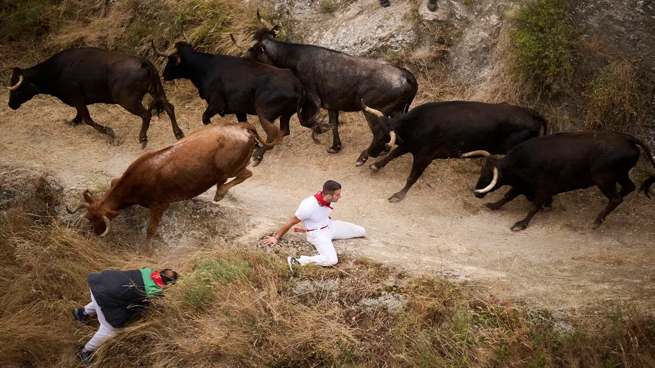 Tercer encierro del Pilón en las fiestas de Falces de 2025 con vacas de la ganadería de Teodoro Vergara de Falces. PABLO LASAOSA