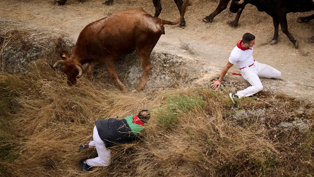 Tercer encierro del Pilón en las fiestas de Falces de 2025 con vacas de la ganadería de Teodoro Vergara de Falces. PABLO LASAOSA