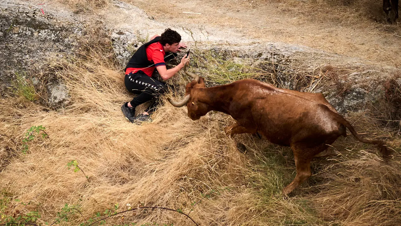 Tercer encierro del Pilón en las fiestas de Falces de 2025 con vacas de la ganadería de Teodoro Vergara de Falces. PABLO LASAOSA