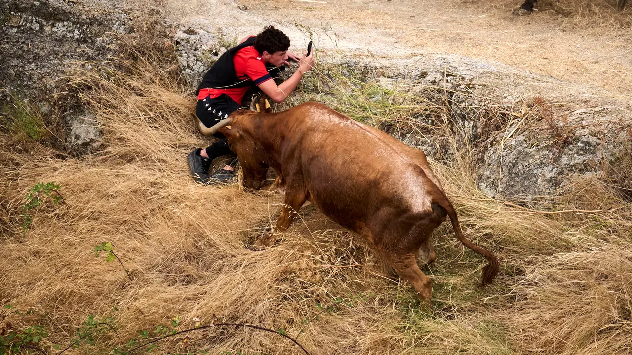 Tercer encierro del Pilón en las fiestas de Falces de 2025 con vacas de la ganadería de Teodoro Vergara de Falces. PABLO LASAOSA