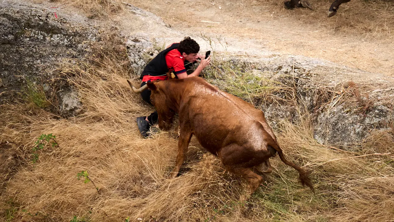 Tercer encierro del Pilón en las fiestas de Falces de 2025 con vacas de la ganadería de Teodoro Vergara de Falces. PABLO LASAOSA