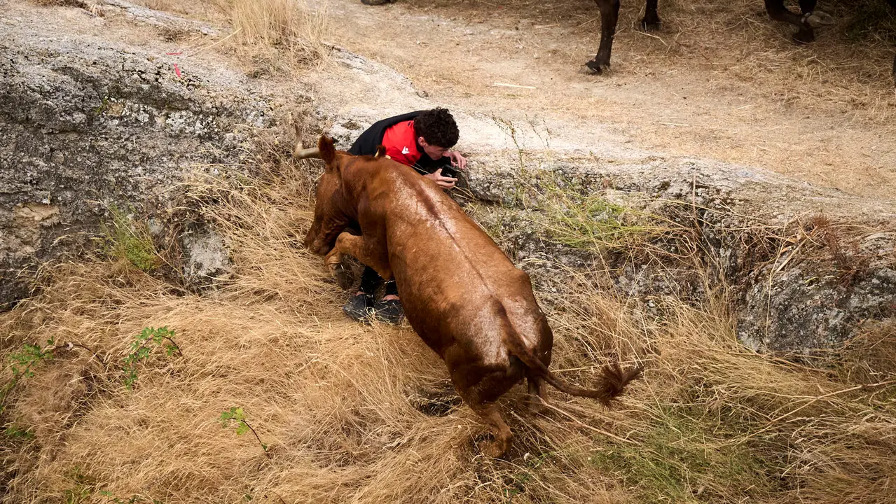 Tercer encierro del Pilón en las fiestas de Falces de 2025 con vacas de la ganadería de Teodoro Vergara de Falces. PABLO LASAOSA