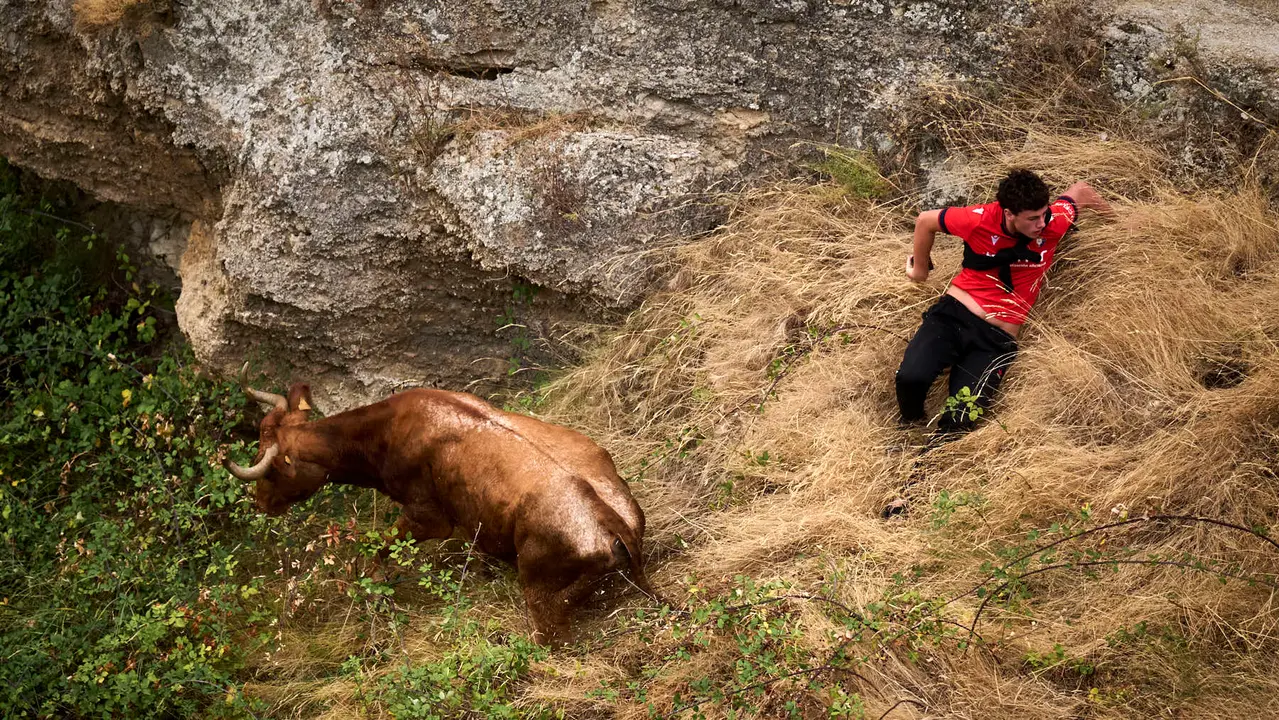 Tercer encierro del Pilón en las fiestas de Falces de 2025 con vacas de la ganadería de Teodoro Vergara de Falces. PABLO LASAOSA