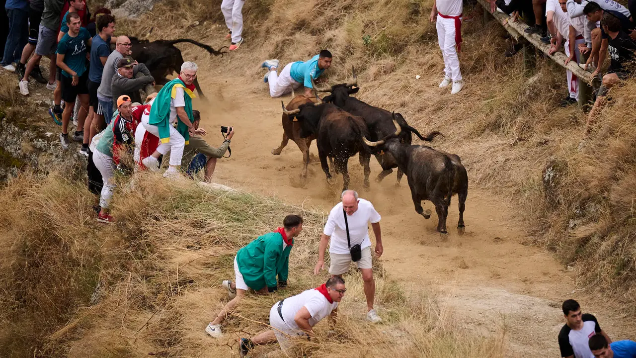 Tercer encierro del Pilón en las fiestas de Falces de 2025 con vacas de la ganadería de Teodoro Vergara de Falces. PABLO LASAOSA