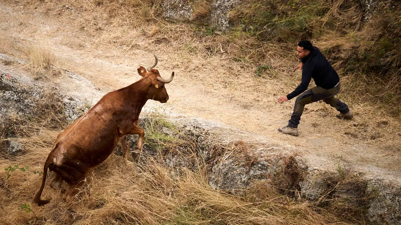 Tercer encierro del Pilón en las fiestas de Falces de 2025 con vacas de la ganadería de Teodoro Vergara de Falces. PABLO LASAOSA