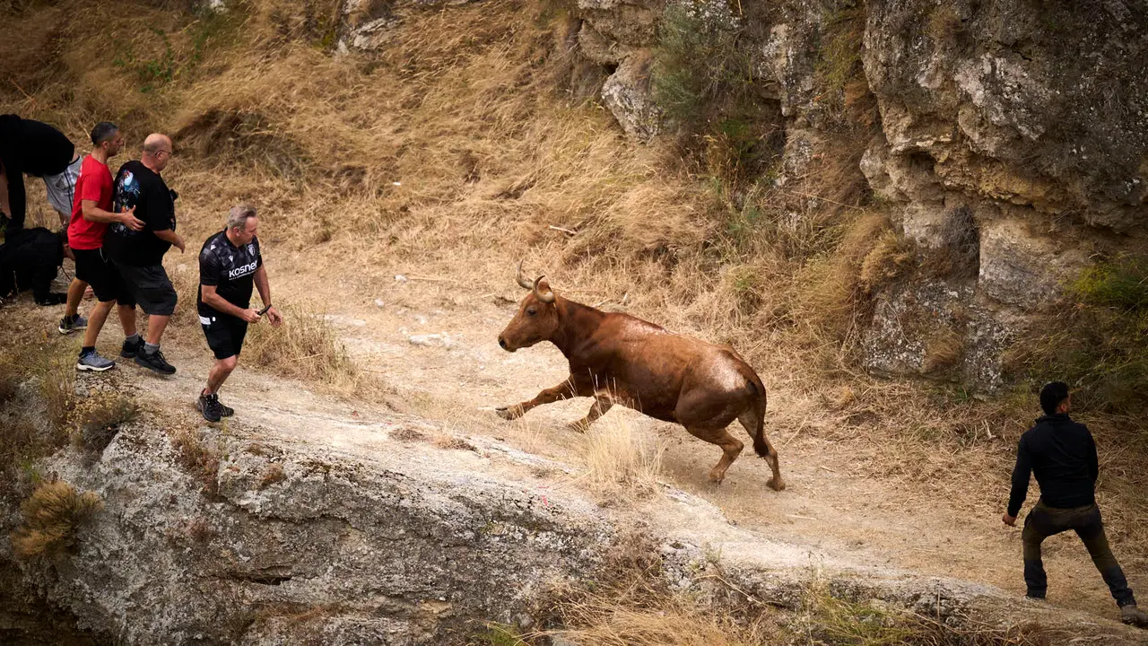 Tercer encierro del Pilón en las fiestas de Falces de 2025 con vacas de la ganadería de Teodoro Vergara de Falces. PABLO LASAOSA