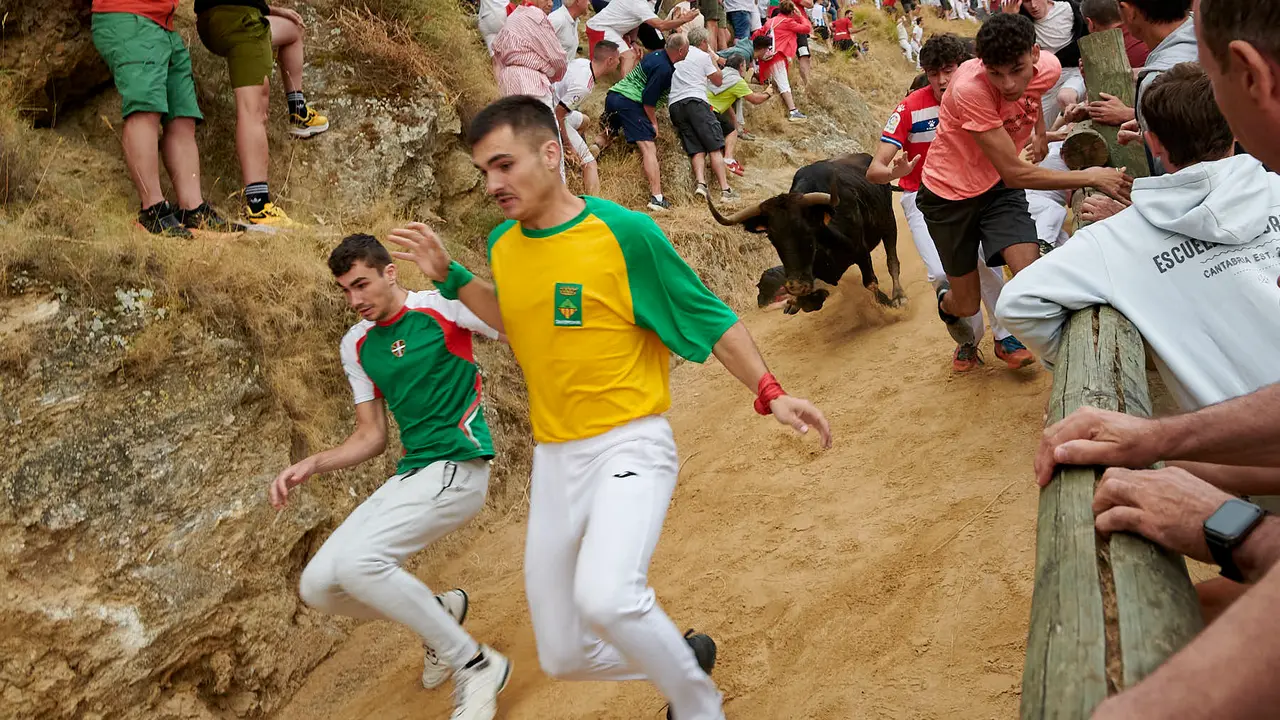 Tercer encierro del Pilón de Falces con vacas de Teodoro Vergara. IRANZU LARRASOAÑA