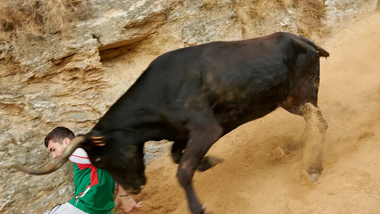 Tercer encierro del Pilón de Falces con vacas de Teodoro Vergara. IRANZU LARRASOAÑA