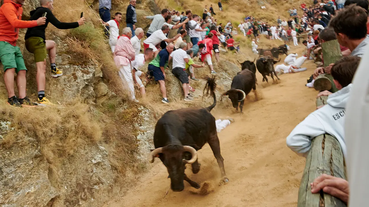 Tercer encierro del Pilón de Falces con vacas de Teodoro Vergara. IRANZU LARRASOAÑA