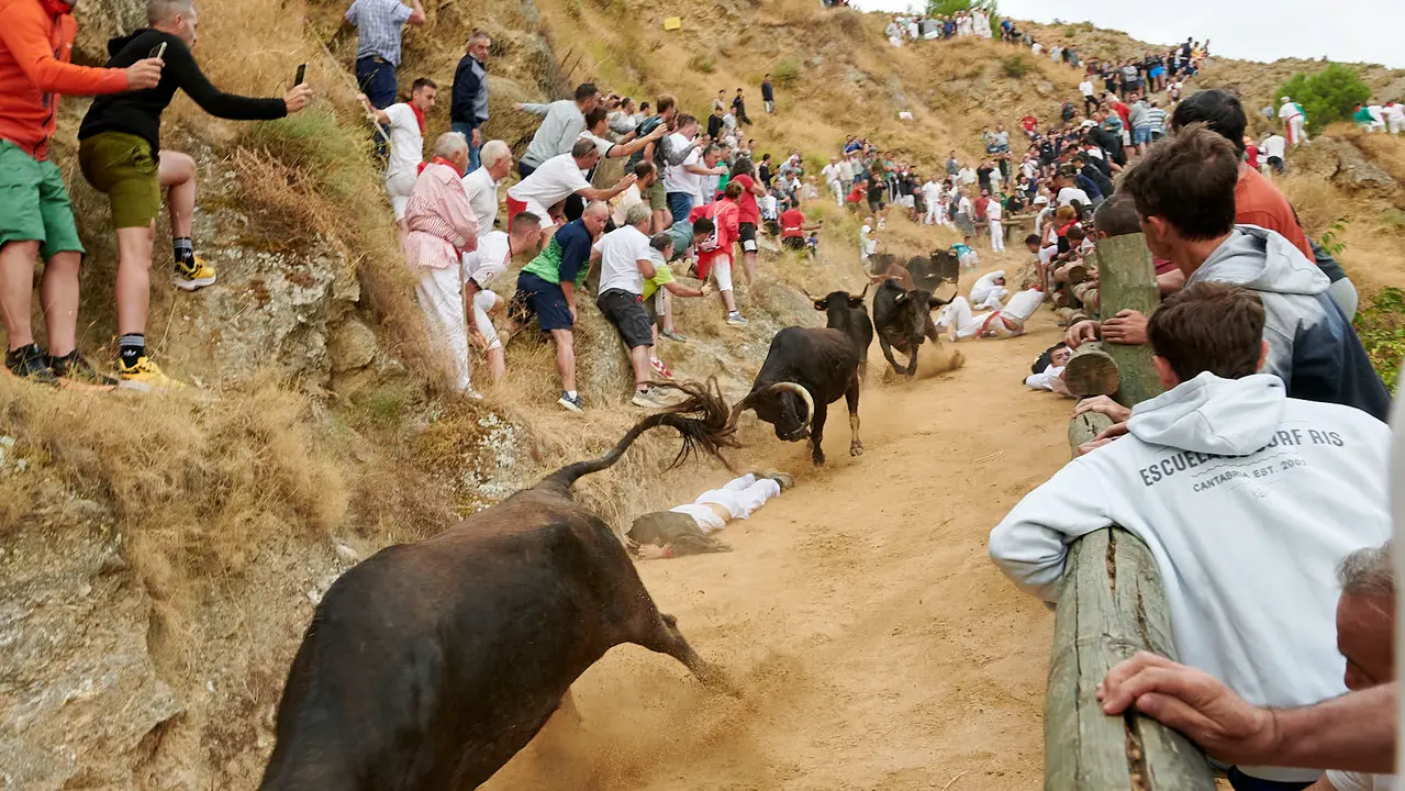 Tercer encierro del Pilón de Falces con vacas de Teodoro Vergara. IRANZU LARRASOAÑA