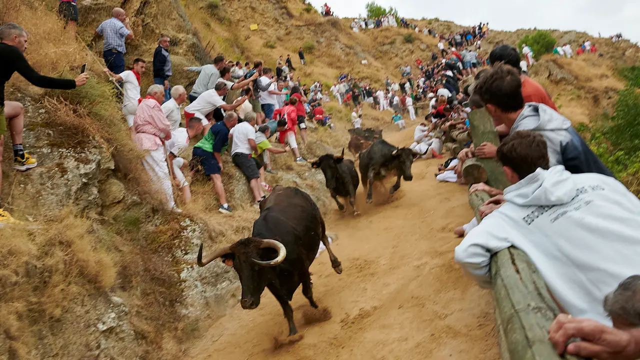 Tercer encierro del Pilón de Falces con vacas de Teodoro Vergara. IRANZU LARRASOAÑA
