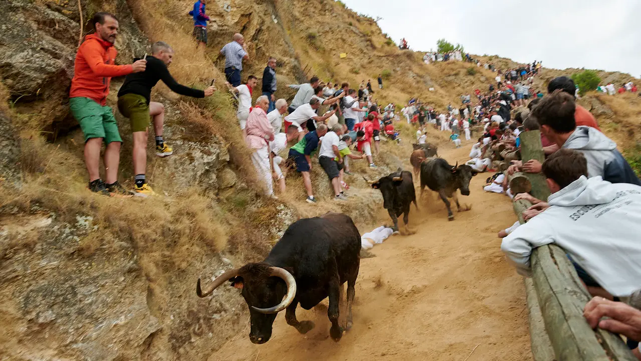 Tercer encierro del Pilón de Falces con vacas de Teodoro Vergara. IRANZU LARRASOAÑA