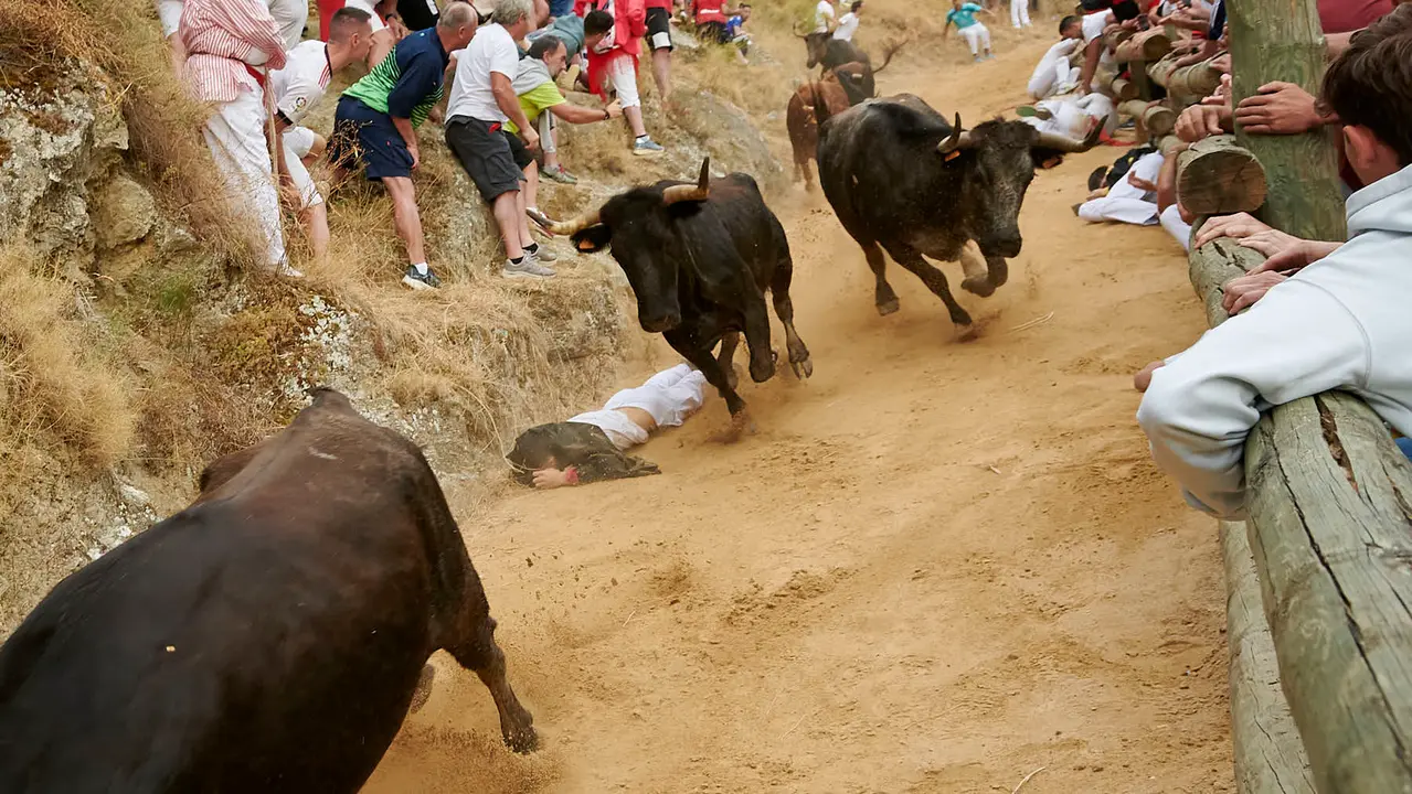 Tercer encierro del Pilón de Falces con vacas de Teodoro Vergara. IRANZU LARRASOAÑA