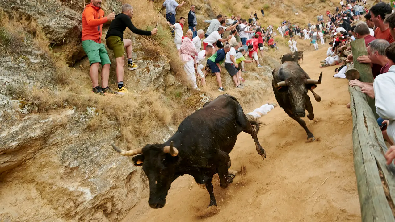 Tercer encierro del Pilón de Falces con vacas de Teodoro Vergara. IRANZU LARRASOAÑA