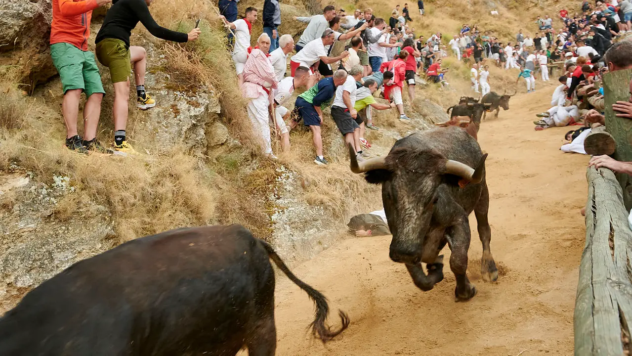 Tercer encierro del Pilón de Falces con vacas de Teodoro Vergara. IRANZU LARRASOAÑA