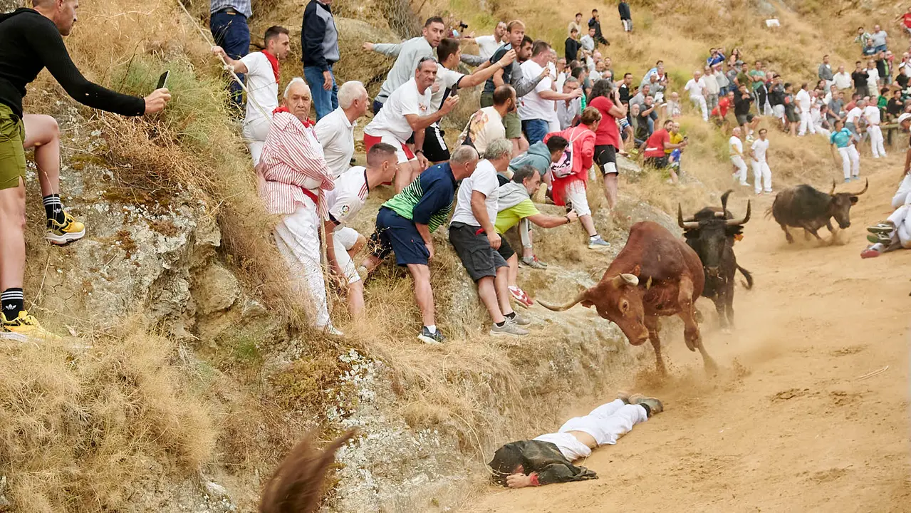 Tercer encierro del Pilón de Falces con vacas de Teodoro Vergara. IRANZU LARRASOAÑA