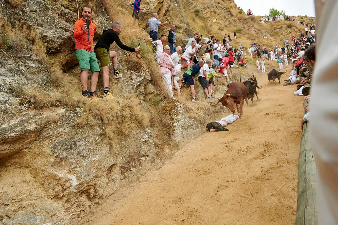Tercer encierro del Pilón de Falces con vacas de Teodoro Vergara. IRANZU LARRASOAÑA