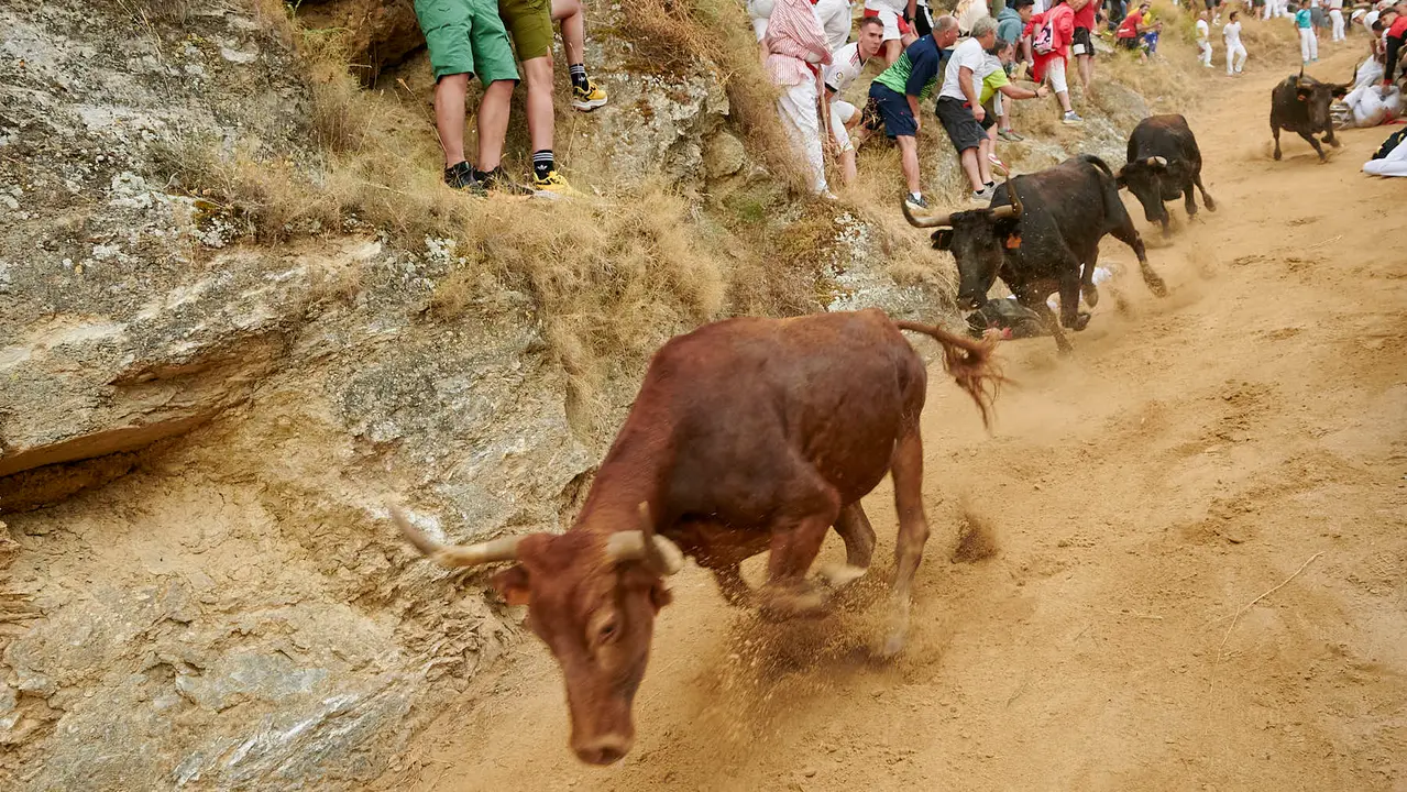 Tercer encierro del Pilón de Falces con vacas de Teodoro Vergara. IRANZU LARRASOAÑA