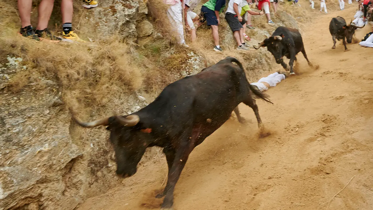 Tercer encierro del Pilón de Falces con vacas de Teodoro Vergara. IRANZU LARRASOAÑA