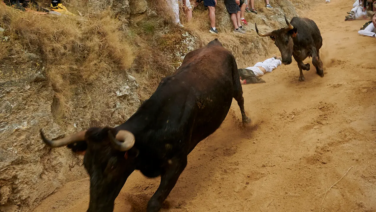 Tercer encierro del Pilón de Falces con vacas de Teodoro Vergara. IRANZU LARRASOAÑA