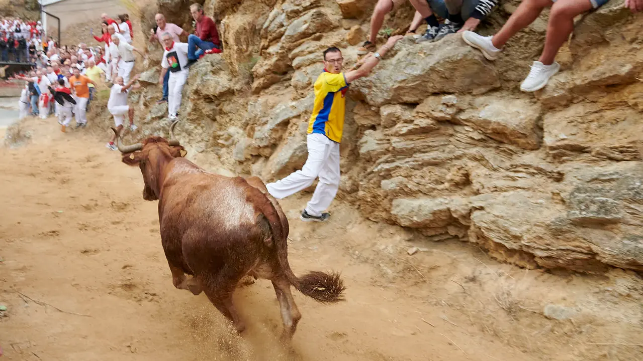 Tercer encierro del Pilón de Falces con vacas de Teodoro Vergara. IRANZU LARRASOAÑA