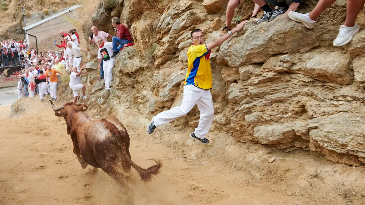 Tercer encierro del Pilón de Falces con vacas de Teodoro Vergara. IRANZU LARRASOAÑA