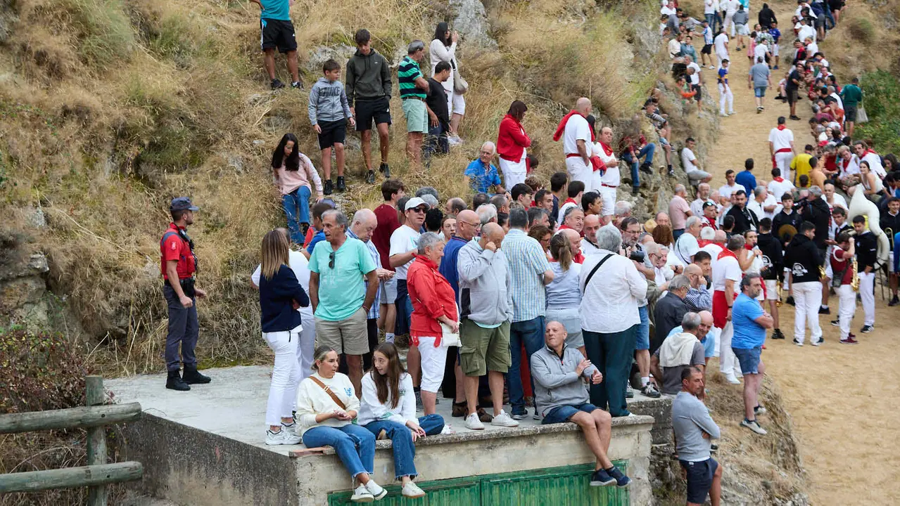 Tercer encierro del Pilón en las fiestas de Falces de 2025 con vacas de la ganadería de Teodoro Vergara de Falces. IÑIGO ALZUGARAY