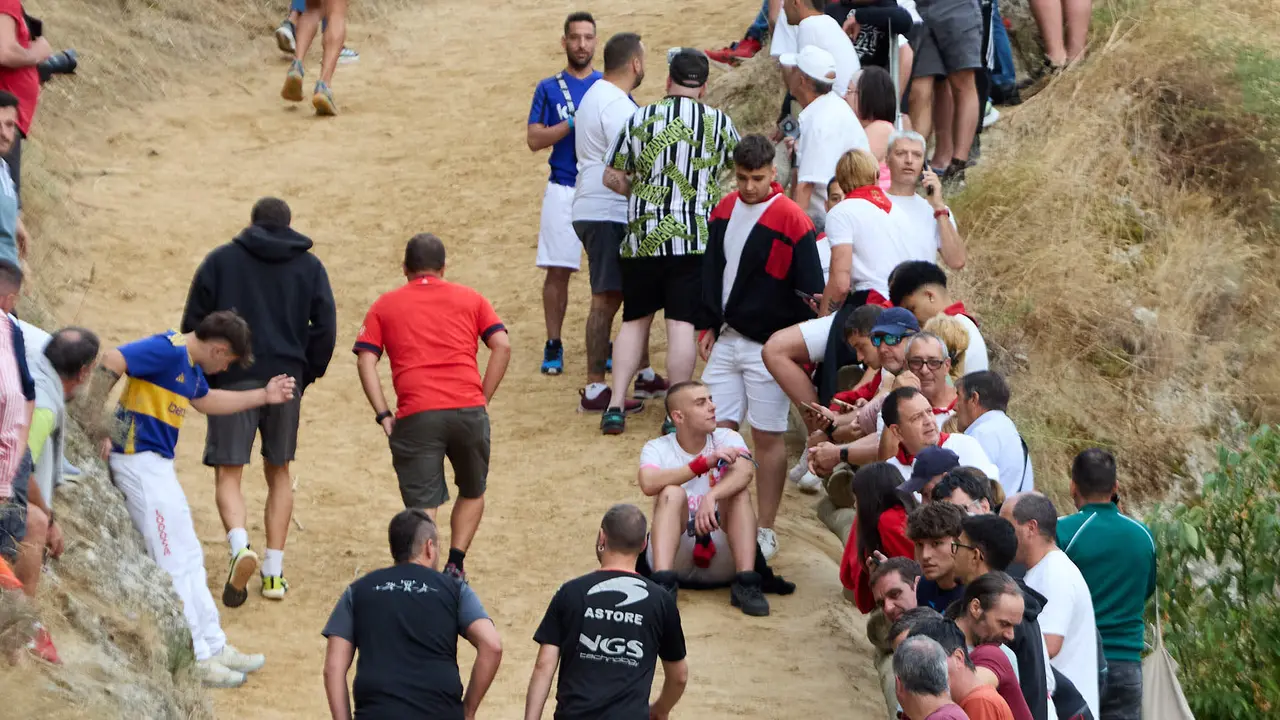Tercer encierro del Pilón en las fiestas de Falces de 2025 con vacas de la ganadería de Teodoro Vergara de Falces. IÑIGO ALZUGARAY