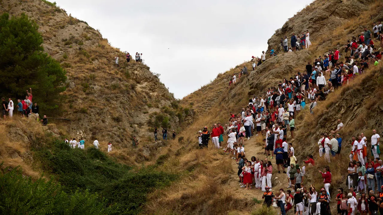 Tercer encierro del Pilón en las fiestas de Falces de 2025 con vacas de la ganadería de Teodoro Vergara de Falces. IÑIGO ALZUGARAY